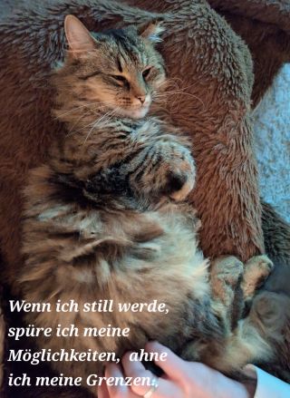Unsere Kollegin Munirae Gharevi-Kox teilt heute ihre Gedanken mit ihrer "Weihnachtskatze".
© Munirae Gharevi-Kox Unsere Kollegin Munirae Gharevi-Kox teilt heute ihre Gedanken mit ihrer "Weihnachtskatze".
© Munirae Gharevi-Kox