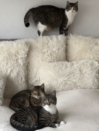 Katzen3Leon
© Chiara Leon Katzen3Leon
© Chiara Leon